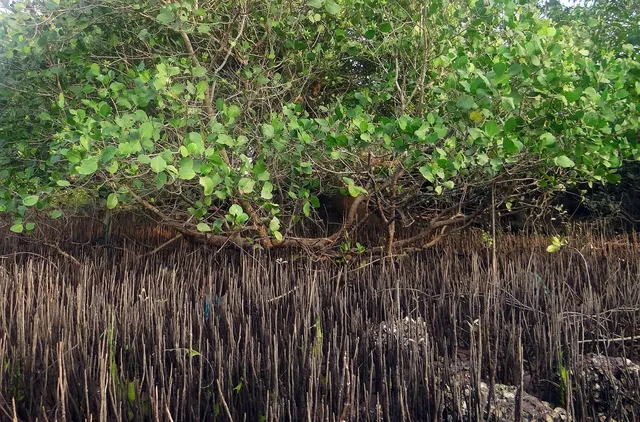 Facebook photo